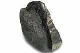 Polished Fossil Dinosaur Bone (Gembone) Section - Wyoming #309388-2